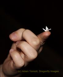 The Tiniest Crane