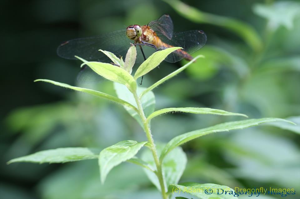 Brown Dragonfly