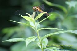 Brown Dragonfly