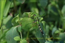 Green Dragonfly