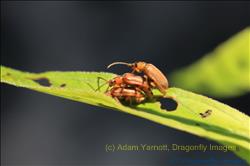 Kinky Beetles