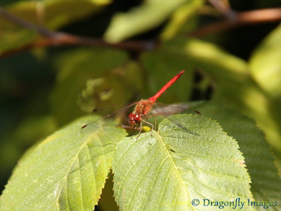 Red Dragonfly